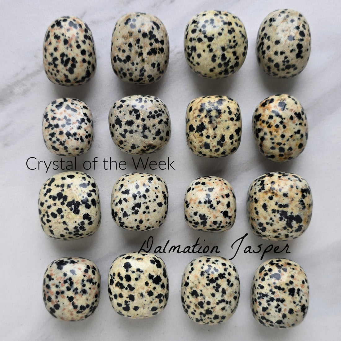 COTW | Dalmatian Jasper
