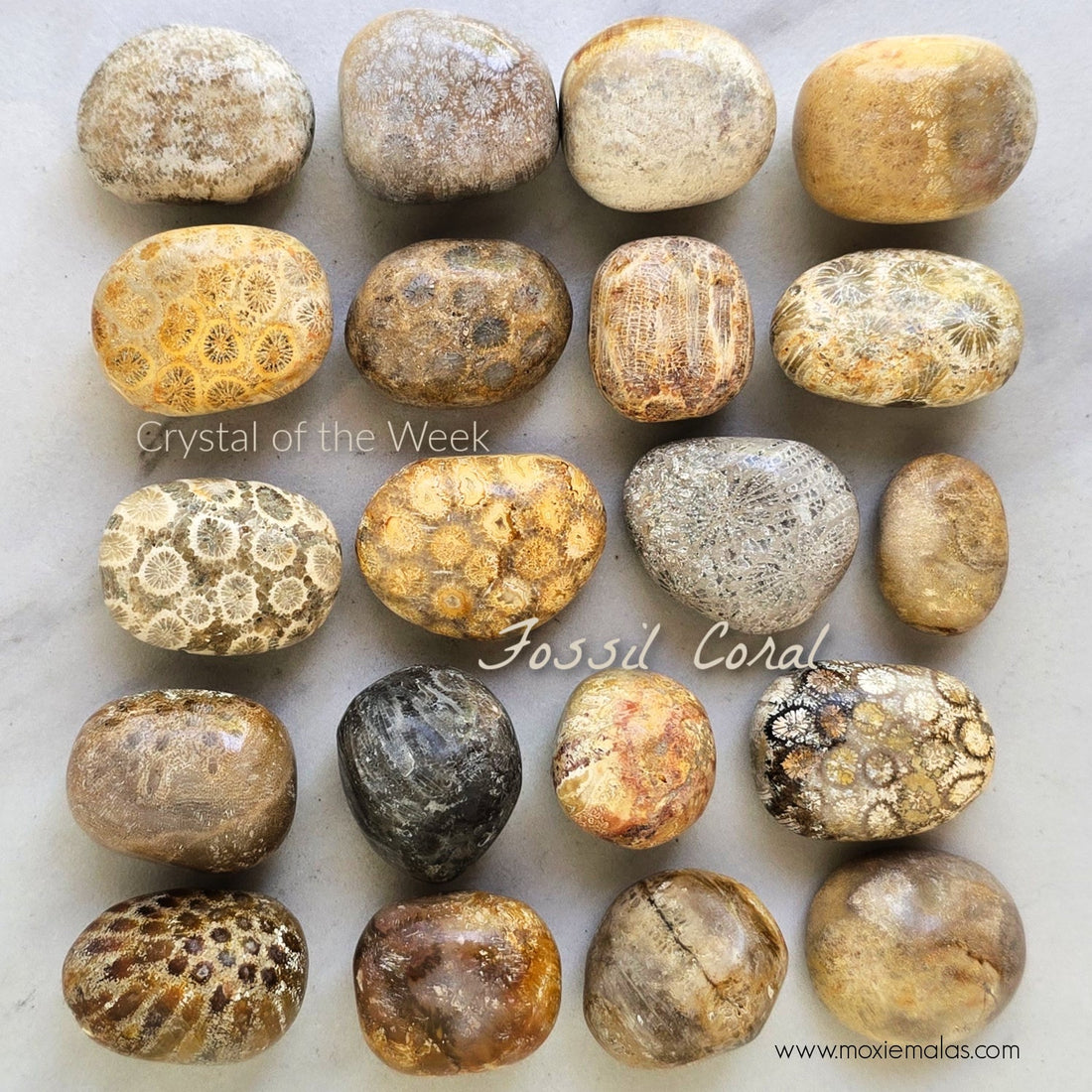 COTW | Fossil Coral