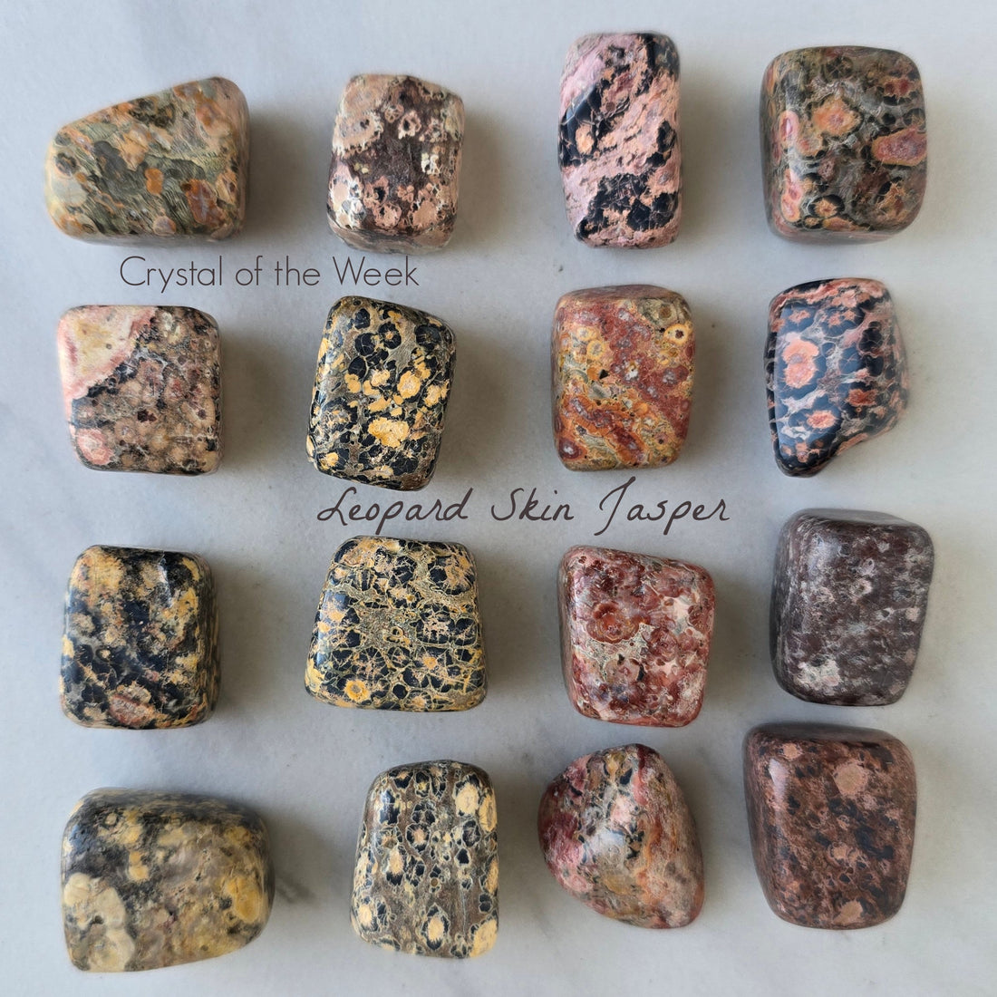 COTW | Leopard Skin Jasper