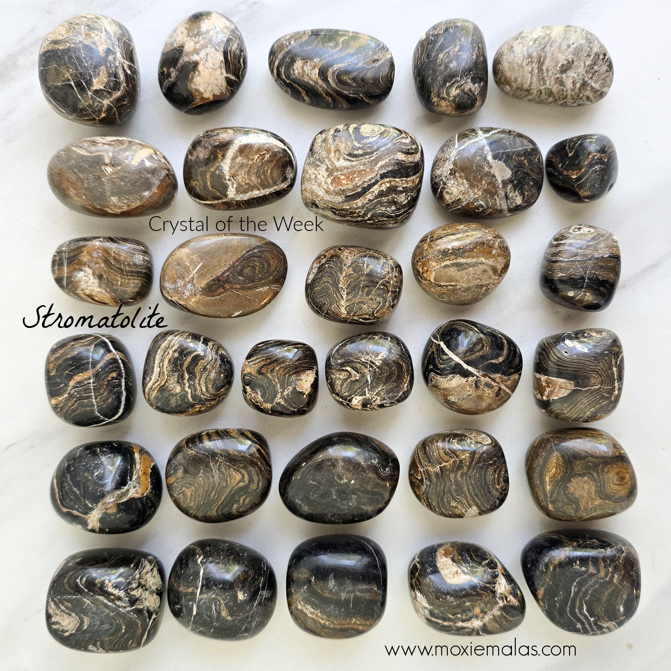 COTW | Stromatolite